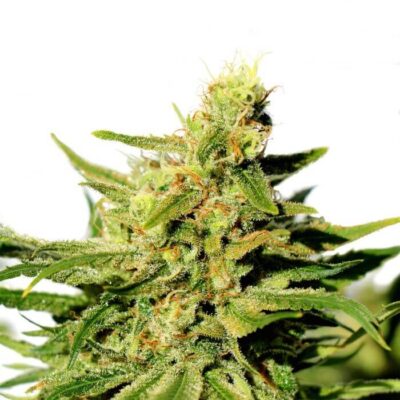 BCN Diesel CBD - Alchimia