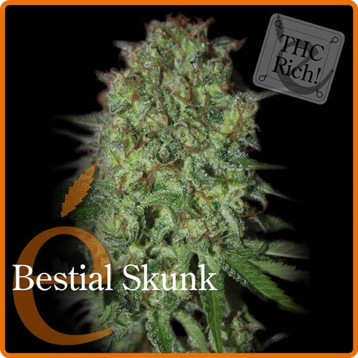 Bestial Skunk - Alchimia