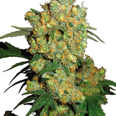 Big Bud - Regular - Alchimia