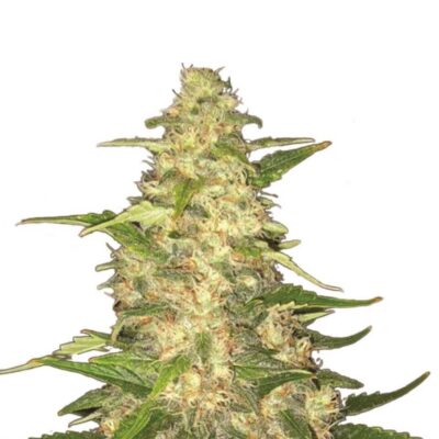 Big Bud von Nirvana Seeds - Alchimia