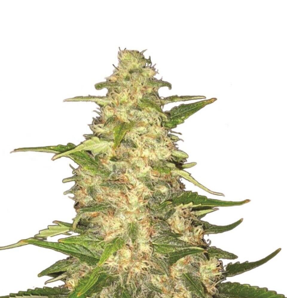Big Bud von Nirvana Seeds - Alchimia