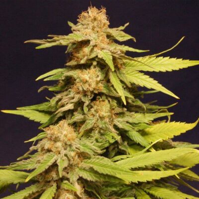 Big Bull Kannabia Special - Alchimia