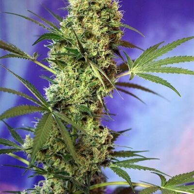 Big Devil Auto - Alchimia