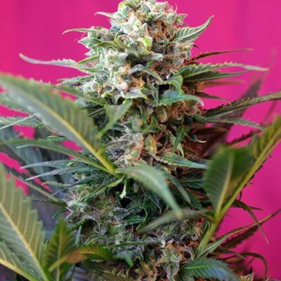 Big Devil XL Auto - Alchimia