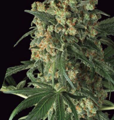 Big Kush - Alchimia