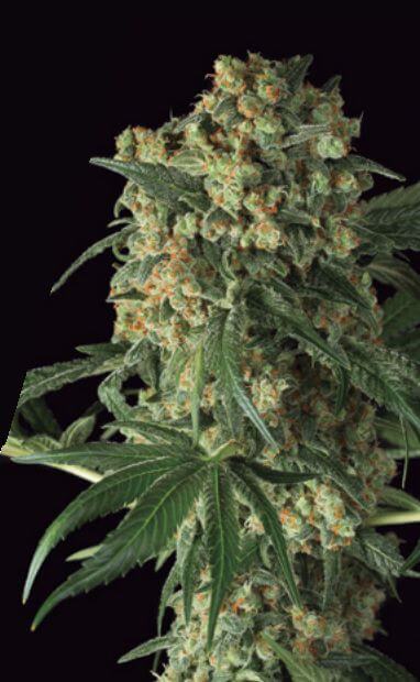 Big Kush - Alchimia