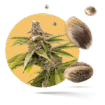 White Biscotti OG XXL Samen - Feminisiert