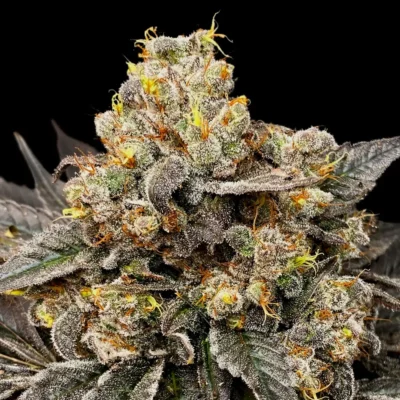 Biscotti Zkittlez - Alchimia