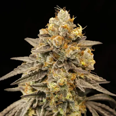 Biscotti Zkittlez Auto - Alchimia