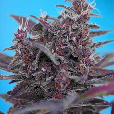 Black Cream Auto - Alchimia