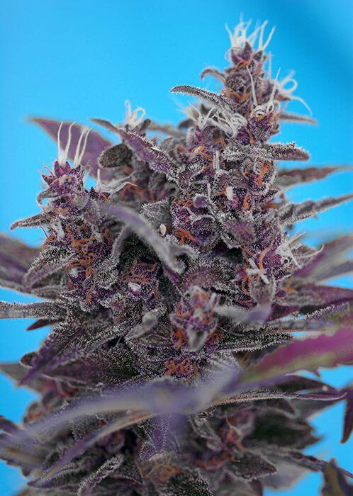 Black Cream Auto - Alchimia