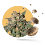 Black Domina Samen - Feminisiert