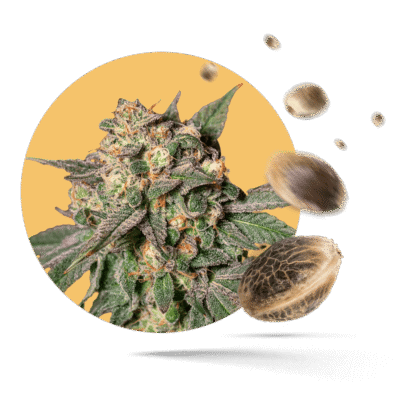 Black Domina Samen - Feminisiert - Sensi Seeds