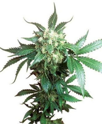 Black Domina - Regular - Alchimia