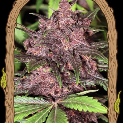 Black Haze Auto - Alchimia
