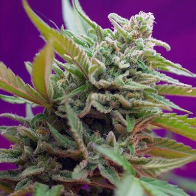 Black Jack Auto - Alchimia