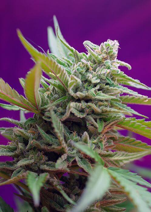 Black Jack Auto - Alchimia