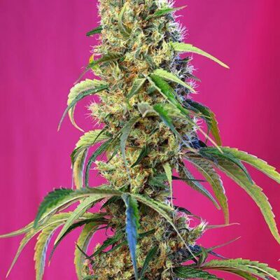 Black Jack CBD - Alchimia