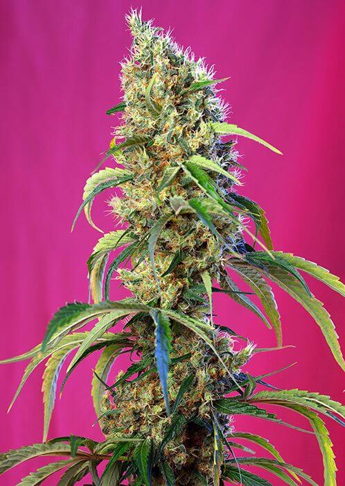 Black Jack CBD - Alchimia