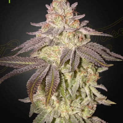 Black Toffee Auto - Alchimia