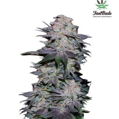 Blackberry - Alchimia