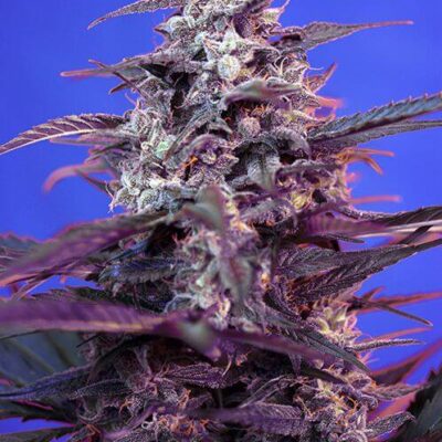 Bloody Skunk Auto - Alchimia