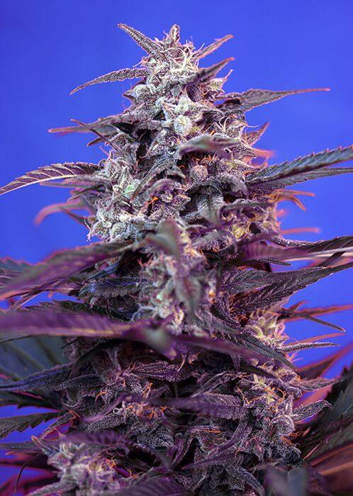 Bloody Skunk Auto - Alchimia