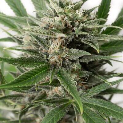 Blue Amnesia XXL Auto - Alchimia