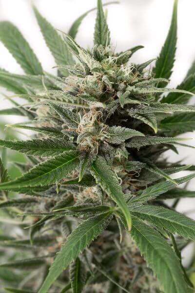 Blue Amnesia XXL Auto - Alchimia