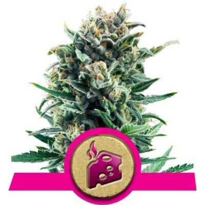 Blue Cheese - Alchimia