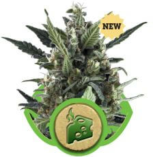 Blue Cheese Auto - Alchimia