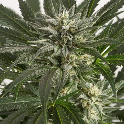 Blue Critical Auto - Alchimia