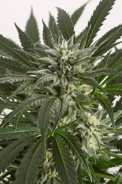Blue Critical Auto - Alchimia