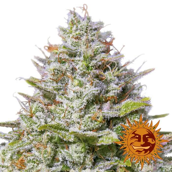 Blue Gelato 41 - Alchimia