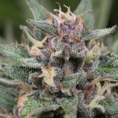 Blue Hell Auto - Alchimia