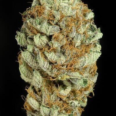 Blue Kush - Alchimia