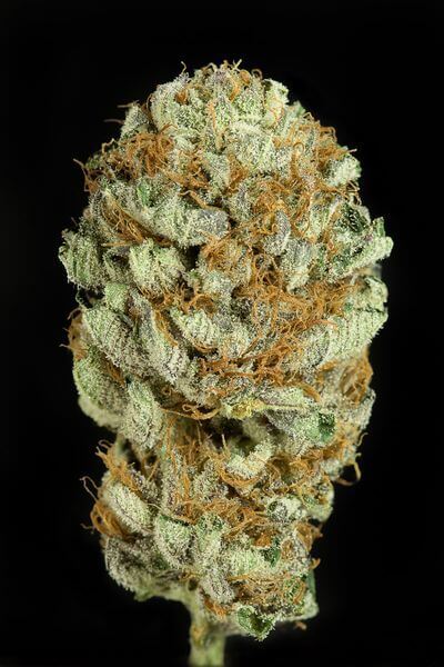 Blue Kush - Alchimia