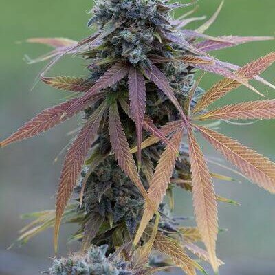 Blue Kush Autoflowering - Alchimia