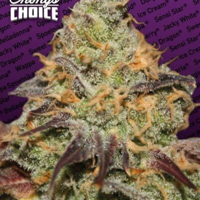 Blue Kush Berry Chong's Choice - Alchimia