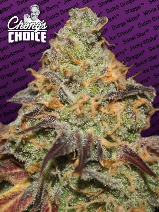 Blue Kush Berry Chong's Choice - Alchimia