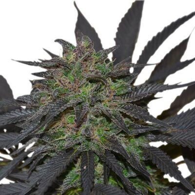 Blue Mystic - Alchimia
