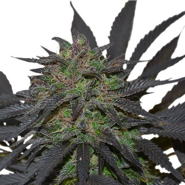 Blue Mystic - Alchimia