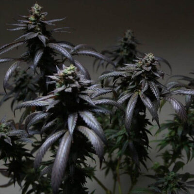 Blue Sherbert S1 - Alchimia