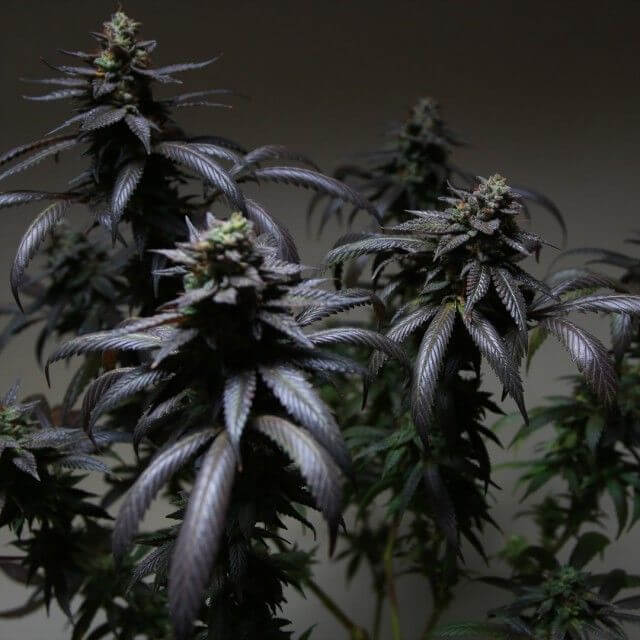 Blue Sherbert S1 - Alchimia