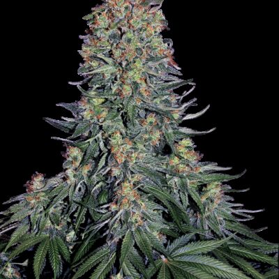 Blue Skunk - Alchimia