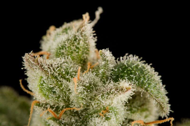 Blue Thai - Alchimia