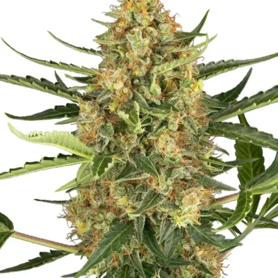 Blueberry Bubblegum Auto - Alchimia