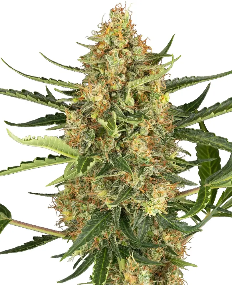 Blueberry Bubblegum Auto - Alchimia