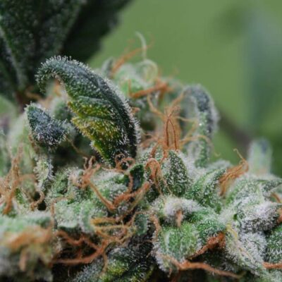 Blueberry Cheesecake - Alchimia