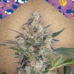 Blueberry Cheesecake Auto